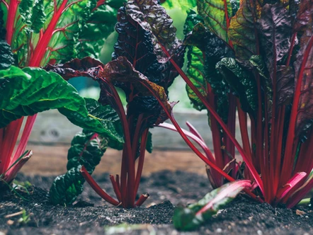 A garden bed of healthy chard