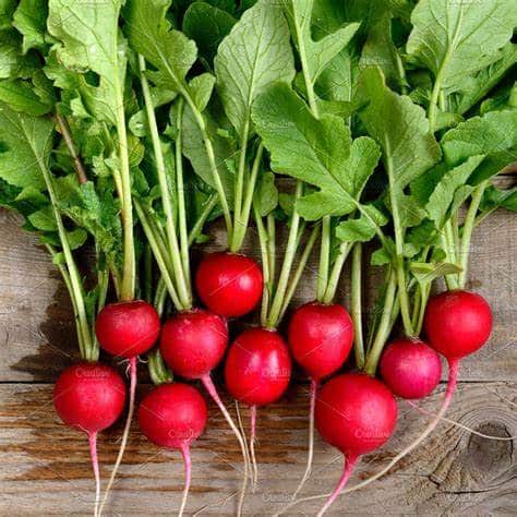 Radish and radish greens